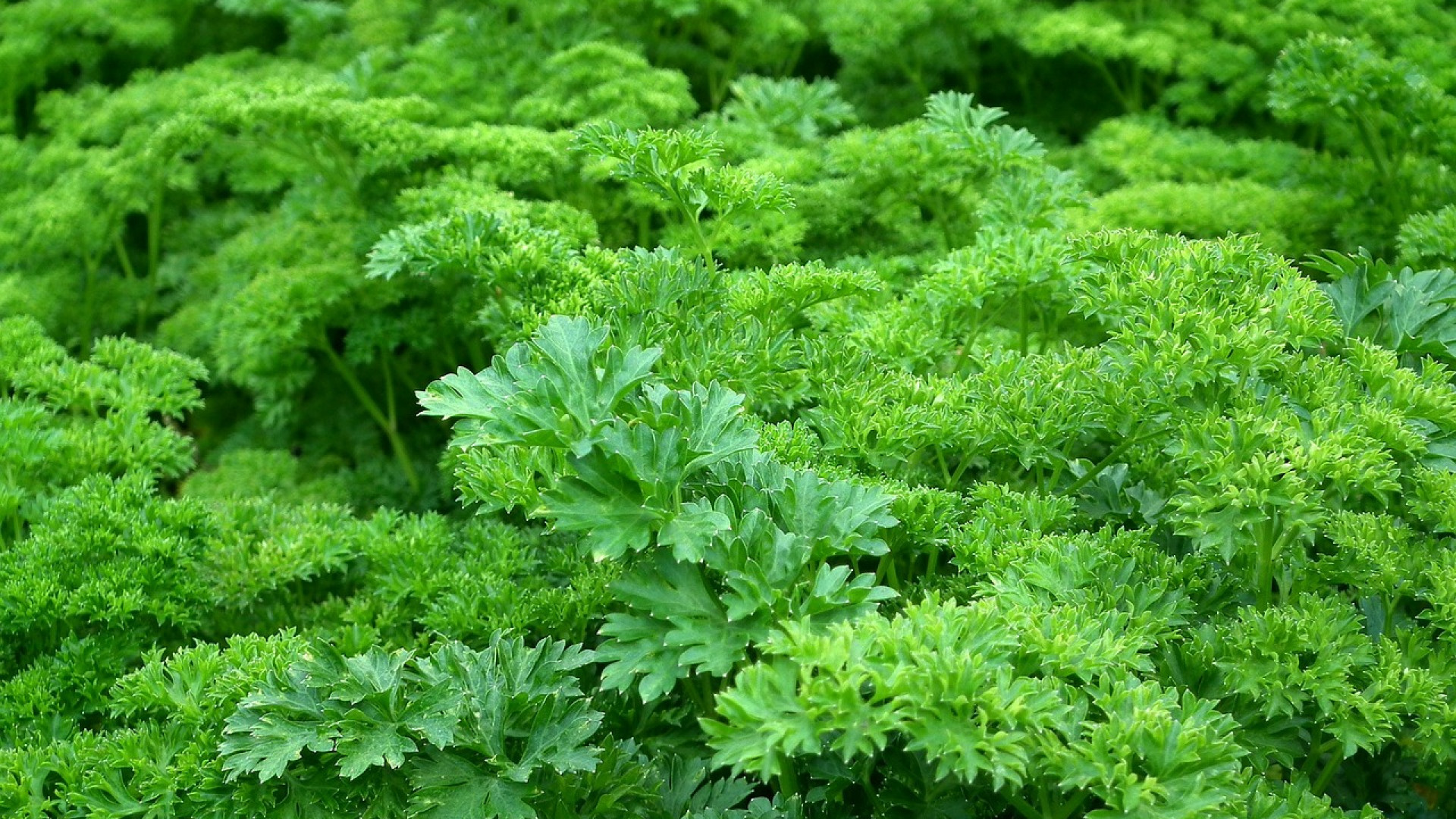 Utiliser un filtre à charbon actif dans son jardin sous serre : les avantages